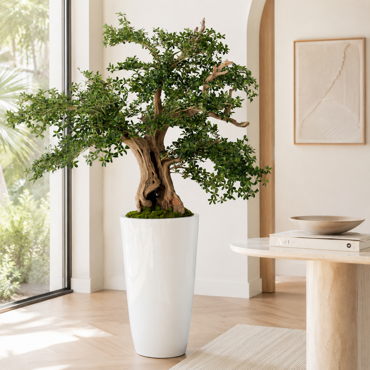 Black Olive Bonsai in Belle White Lacquered Planter for stylish interiors | Avenmoss