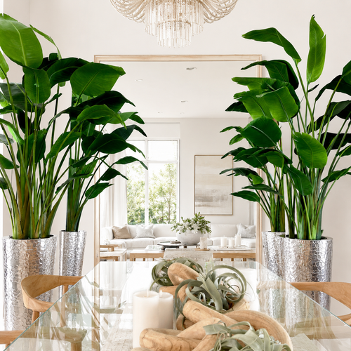Bird of Paradise in Hammered Silver Stainless Steel Cone for stylish interiors | Avenmoss