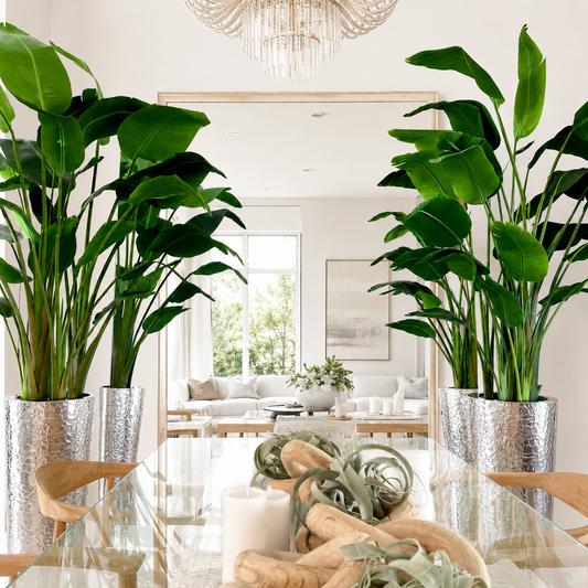 Bird of Paradise in Hammered Silver Stainless Steel Cone for stylish interiors | Avenmoss