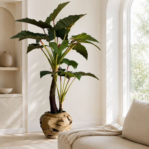 Alocasia in Large Carved Teak Bowl for stylish interiors | Avenmoss
