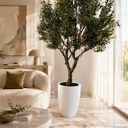 249 cm Olive Tree in Ben White Lacquered Planter for stylish interiors | Avenmoss