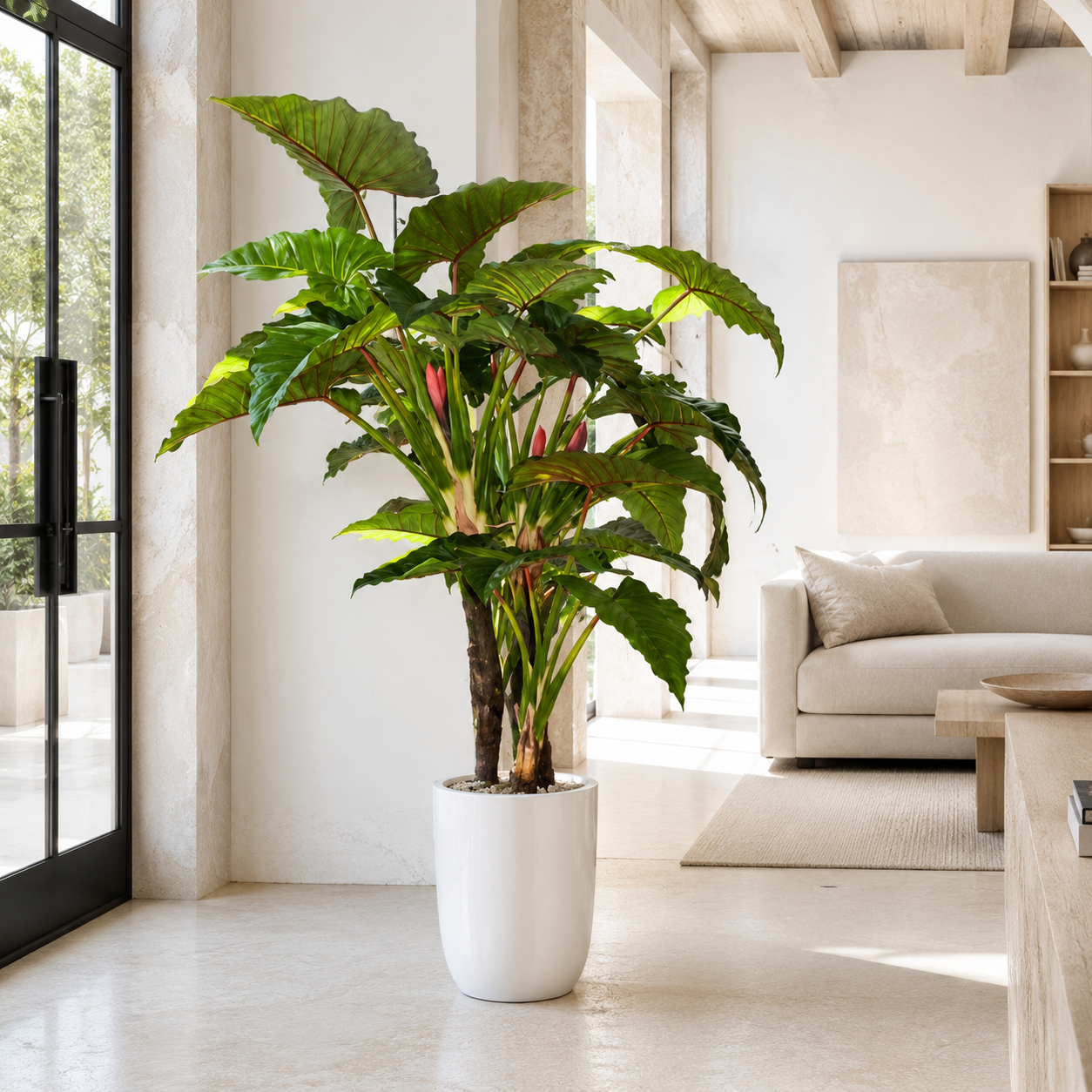 Alocasia Red Prince in Ben XL White Lacquered Planter for stylish interiors | Avenmoss