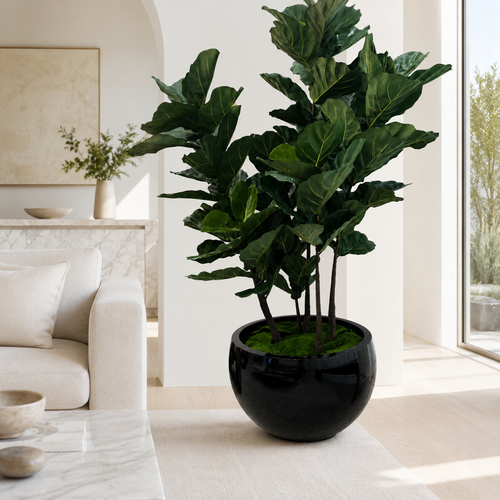 Ficus Lyrata in Black Terragona Planter for stylish interiors | Avenmoss