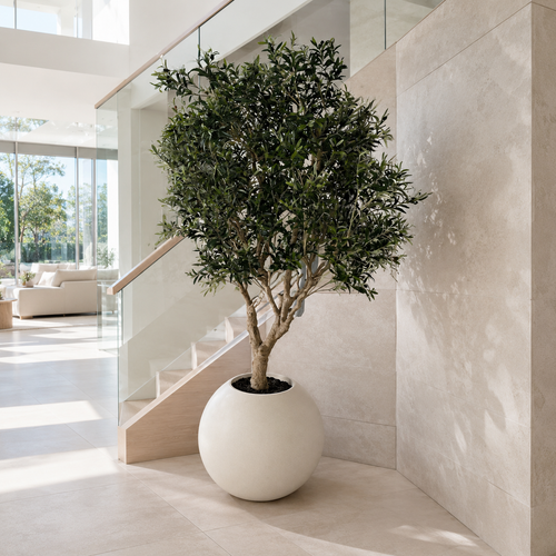 Olive Tree in Globe Beige Matt Vase for stylish interiors | Avenmoss