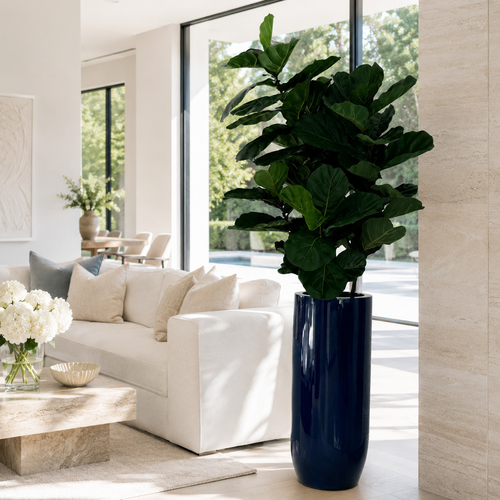 Ficus Lyrata in St. Tropez Gloss Cobalt Blue Planter for stylish interiors | Avenmoss