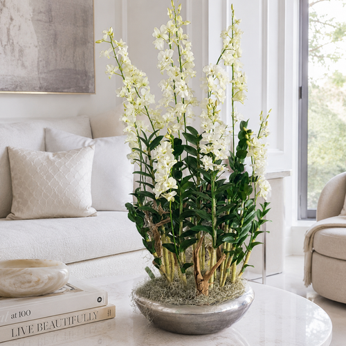Dendrobium Orchids in Silver Avenue Planter for stylish interiors | Avenmoss